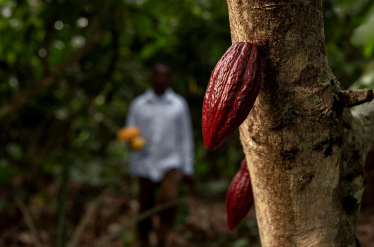SAVE CLIMATE, SAVE CHOCOLATE!